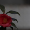 花　その135
