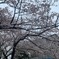 岡正人の雪とさくら