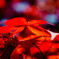 強烈な赤い春紅葉