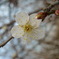 DSCN6852