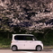 夜桜 TANTO Ⅱ
