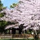 上賀茂神社の桜