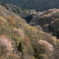 夕の春色