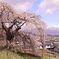関所破りの桜