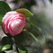 pink camellia