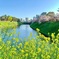 岡正人と皇居のお堀近くの菜の花と桜