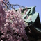 しだれ桜