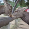 キッス？