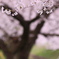 幻想的な世界を魅せてくれるね