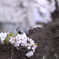 赤ちゃん桜