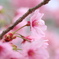 ヤング枝垂れ桜です。私達・・・