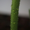 茎の水滴 オーストラリアの風景写真