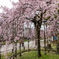 和歌山城の桜