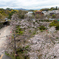 和歌山城の桜