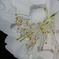 妖艶桜