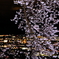 夜桜