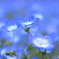蒼い瞳