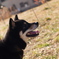 和み犬