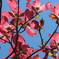 ピンク色の花水木と青空。