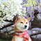 藤の花と柴犬