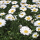 Daisy, Daisy,