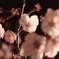 夜桜