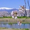 白石川堤一目千本桜