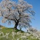 白石川堤一目千本桜