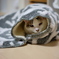 cat_548　これはチコの!