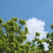 栗の新梢と青空。