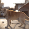 夕暮れと愛犬
