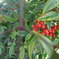 DSC00807