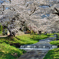 観音寺川の桜並木