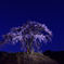星空の地蔵桜