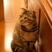 とら猫