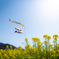 笠岡ベイファームの菜の花