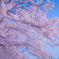 酒津公園の桜