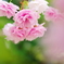 八重桜