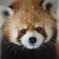 レッサーパンダくん