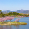 桜の島