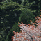 山桜