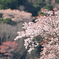 山 桜　No2