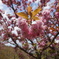 八重桜