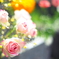Rose 2