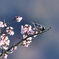春のひととき