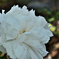 D6H_7299R