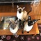 今朝の猫