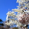 東京の公園47