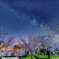 深夜の公園の桜