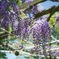 藤の花